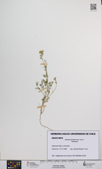 Adesmia tenella [Espécimen: UCH:AGUCH:0033010]