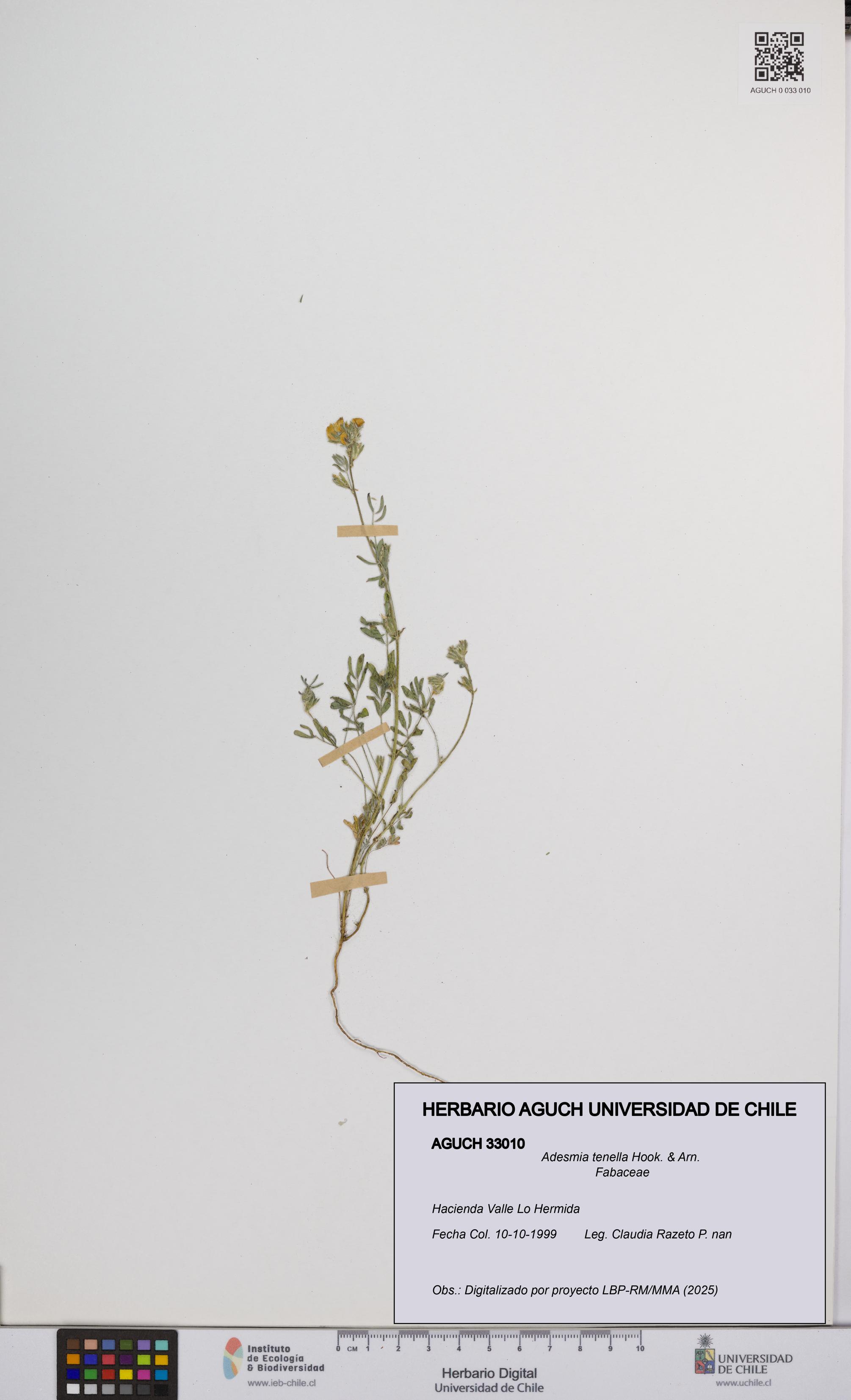 Adesmia tenella [Espécimen: UCH:AGUCH:0033010]
