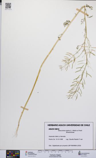 Descurainia sophia [Espécimen: UCH:AGUCH:0033012]