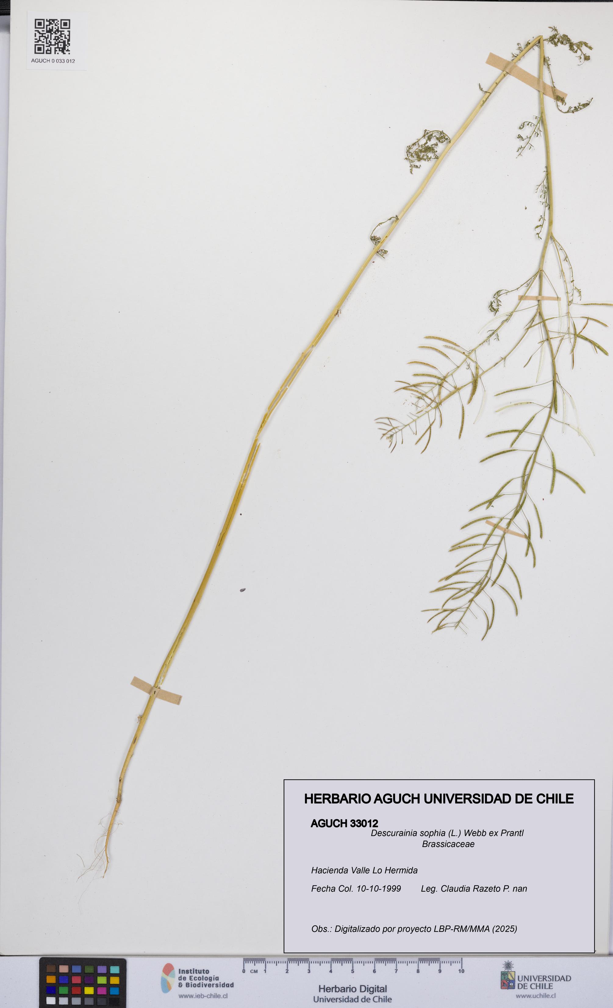 Descurainia sophia [Espécimen: UCH:AGUCH:0033012]