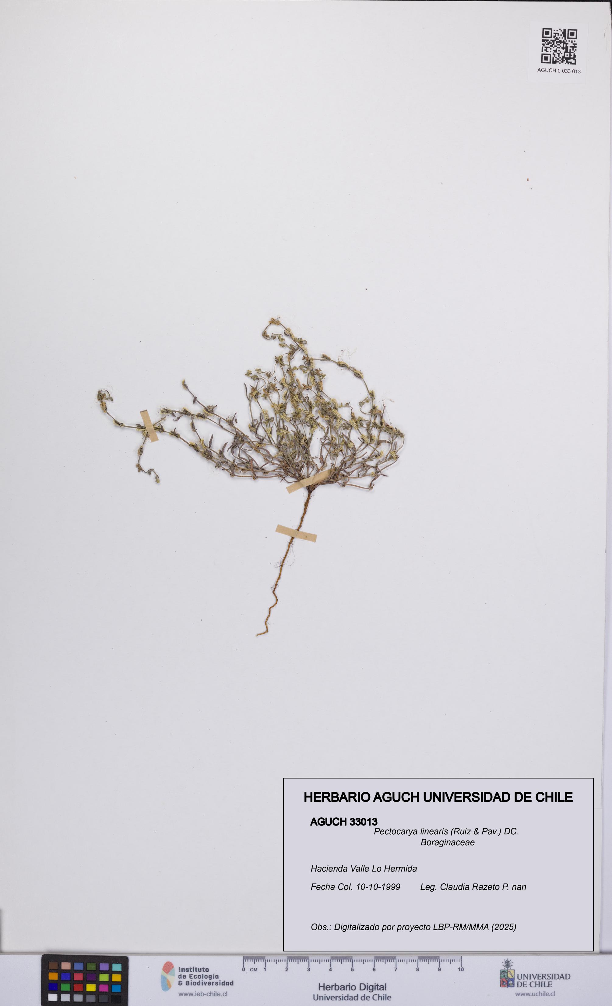 Pectocarya linearis [Espécimen: UCH:AGUCH:0033013]