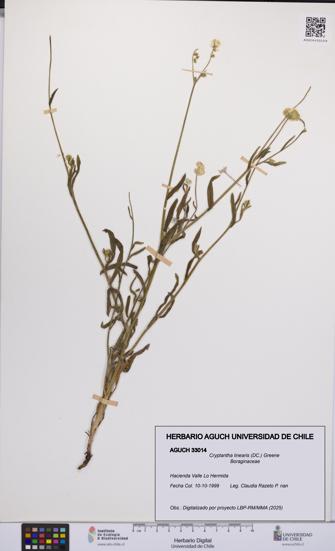 Cryptantha linearis [Espécimen: UCH:AGUCH:0033014]