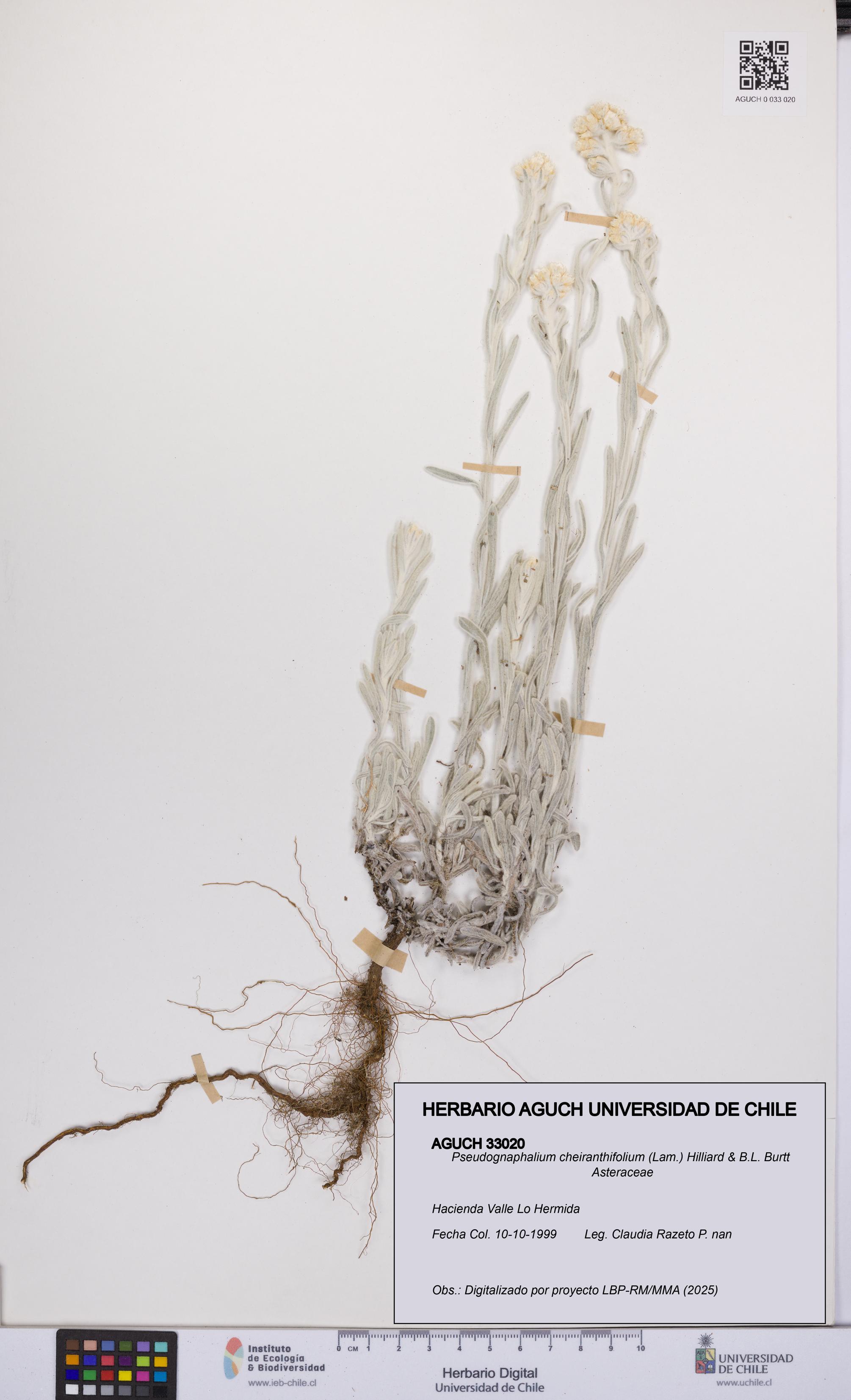 Pseudognaphalium cheiranthifolium [Espécimen: UCH:AGUCH:0033020]