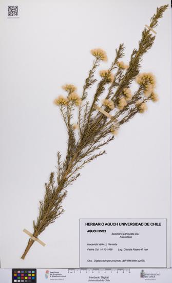 Baccharis paniculata [Espécimen: UCH:AGUCH:0033021]