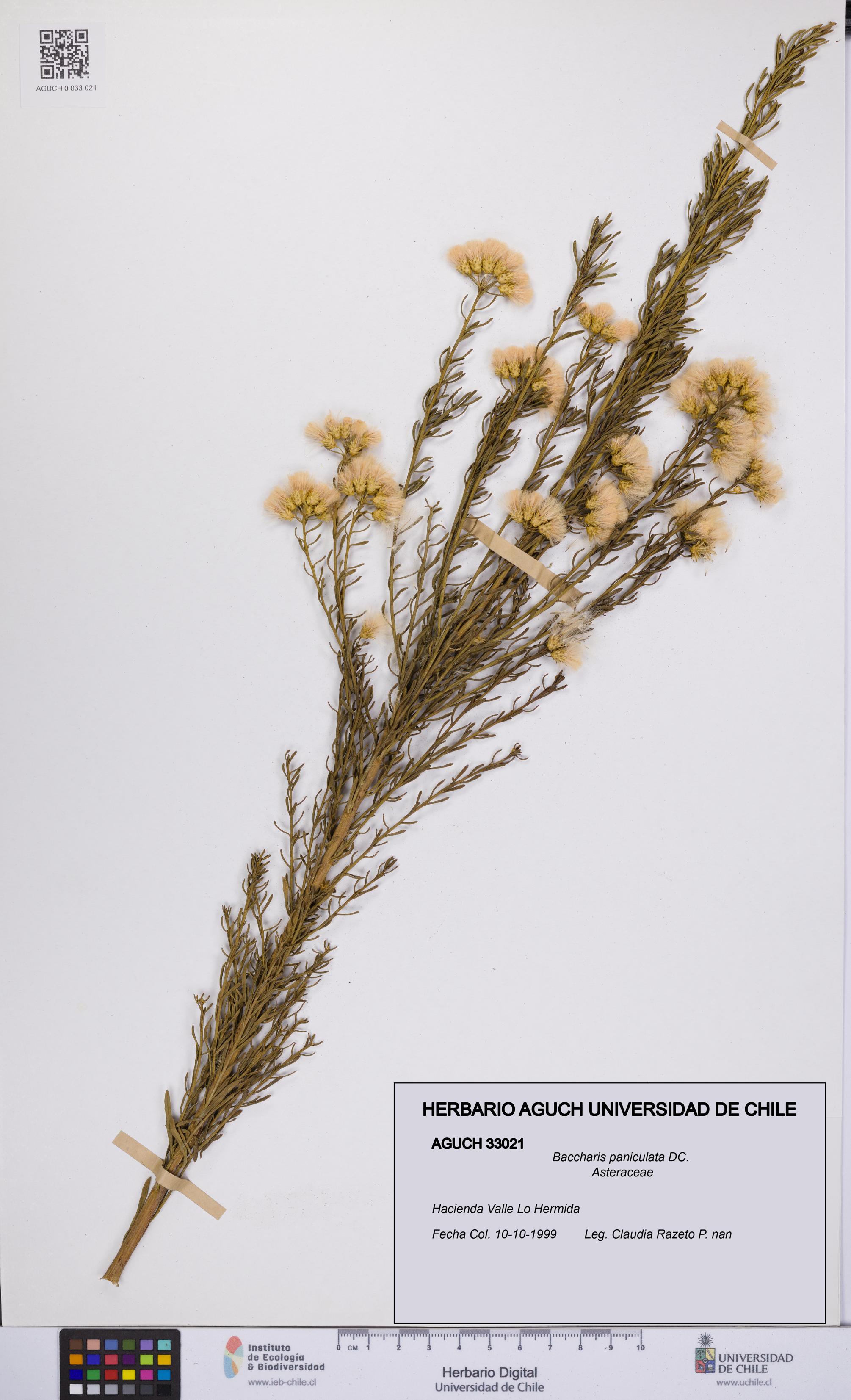 Baccharis paniculata [Espécimen: UCH:AGUCH:0033021]