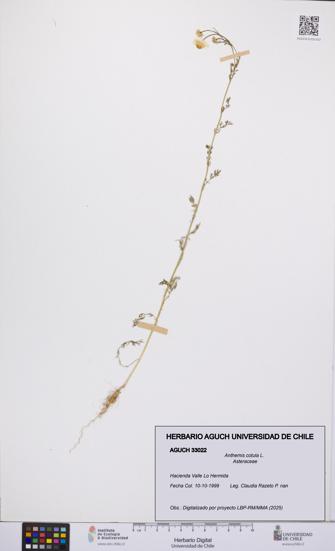 Anthemis cotula [Espécimen: UCH:AGUCH:0033022]