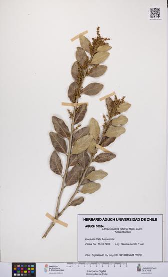 Lithrea caustica [Espécimen: UCH:AGUCH:0033024]