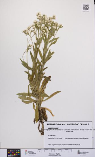 Pseudognaphalium cabrerae [Espécimen: UCH:AGUCH:0033037]