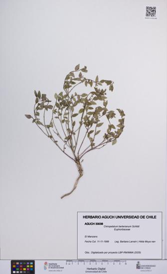 Chiropetalum berterianum [Espécimen: UCH:AGUCH:0033038]