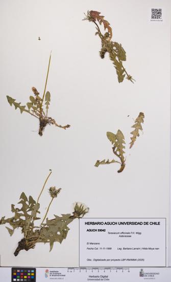 Taraxacum officinale [Espécimen: UCH:AGUCH:0033042]