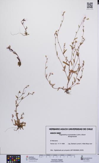 Plagiobothrys myosotoides [Espécimen: UCH:AGUCH:0033051]