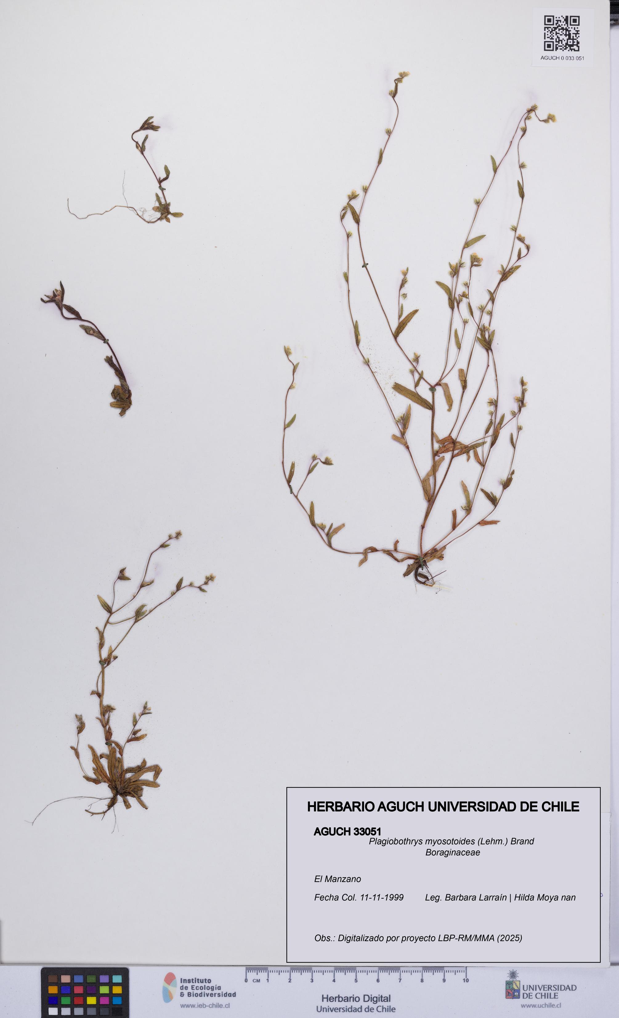 Plagiobothrys myosotoides [Espécimen: UCH:AGUCH:0033051]