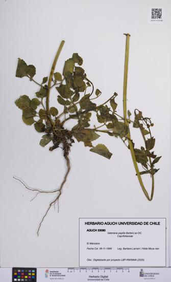 Valeriana papilla [Espécimen: UCH:AGUCH:0033080]