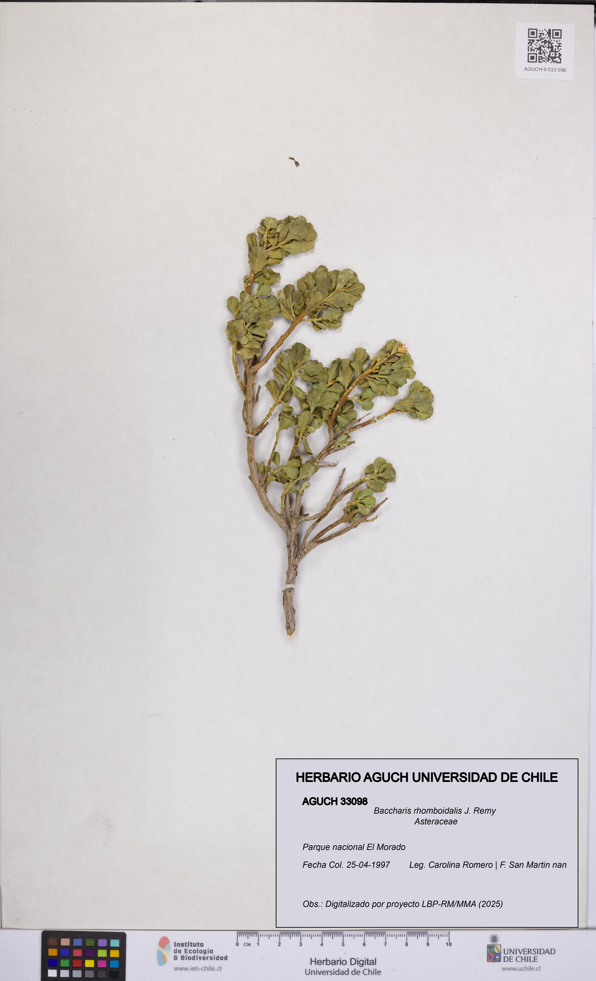 Baccharis rhomboidalis [Espécimen: UCH:AGUCH:0033098]