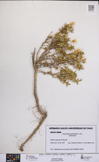 Chuquiraga oppositifolia [Espécimen: UCH:AGUCH:0033099]