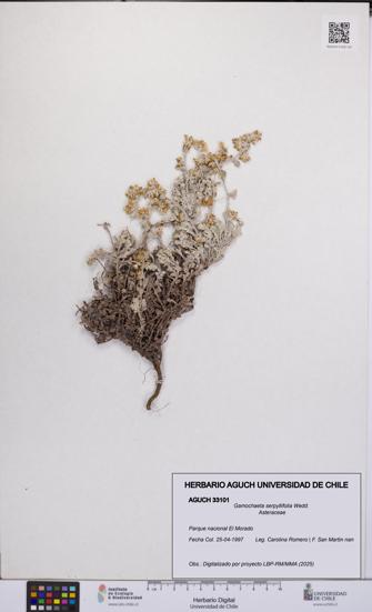 Gamochaeta serpyllifolia [Espécimen: UCH:AGUCH:0033101]