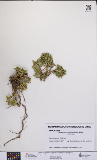 Haplopappus anthylloides [Espécimen: UCH:AGUCH:0033102]