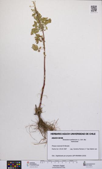 Tanacetum parthenium [Espécimen: UCH:AGUCH:0033105]