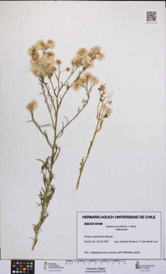 Senecio eruciformis [Espécimen: UCH:AGUCH:0033106]