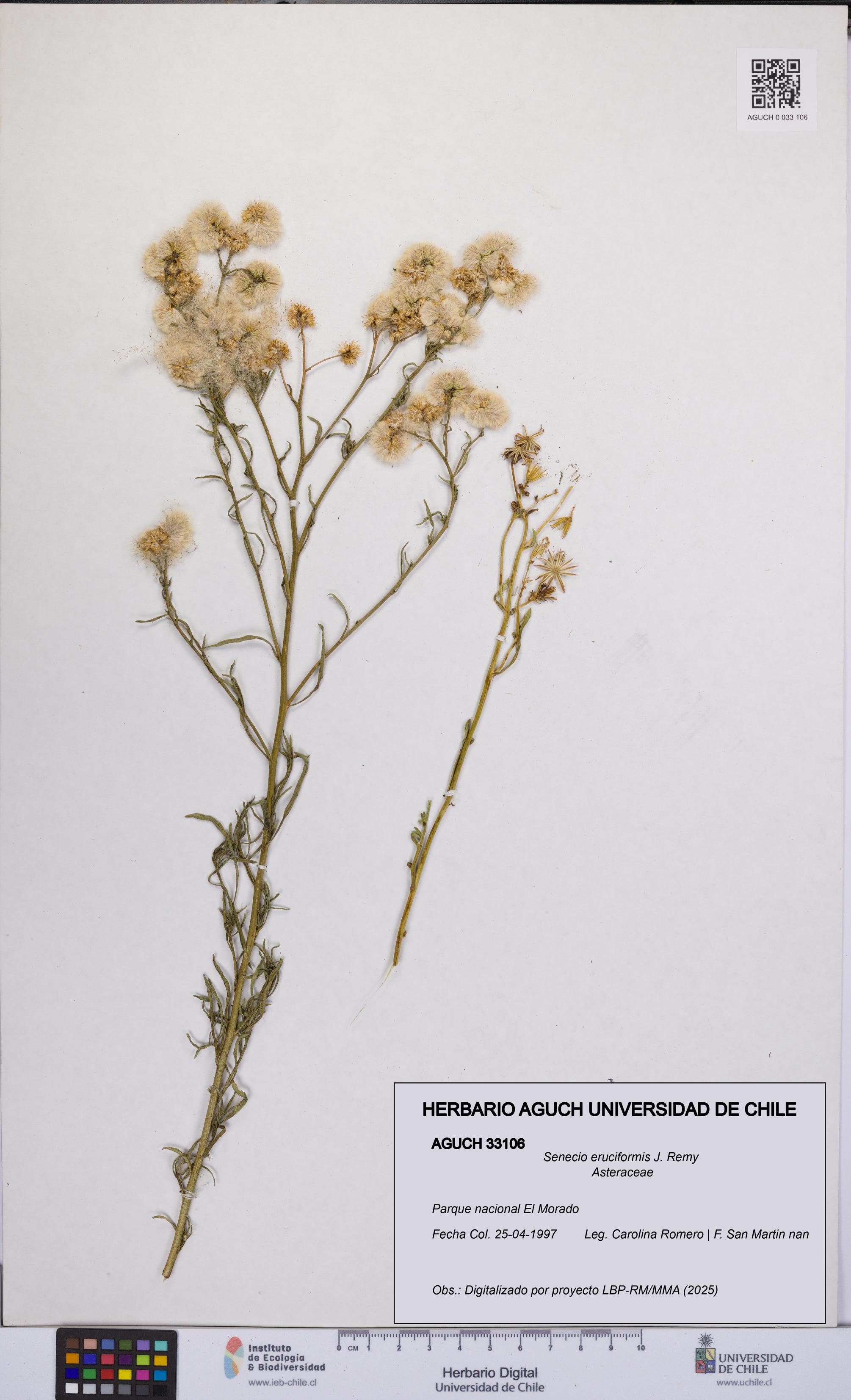 Senecio eruciformis [Espécimen: UCH:AGUCH:0033106]