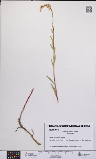 Solidago chilensis [Espécimen: UCH:AGUCH:0033107]