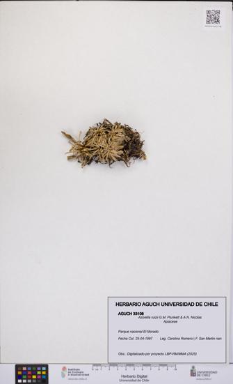 Azorella ruizii [Espécimen: UCH:AGUCH:0033108]