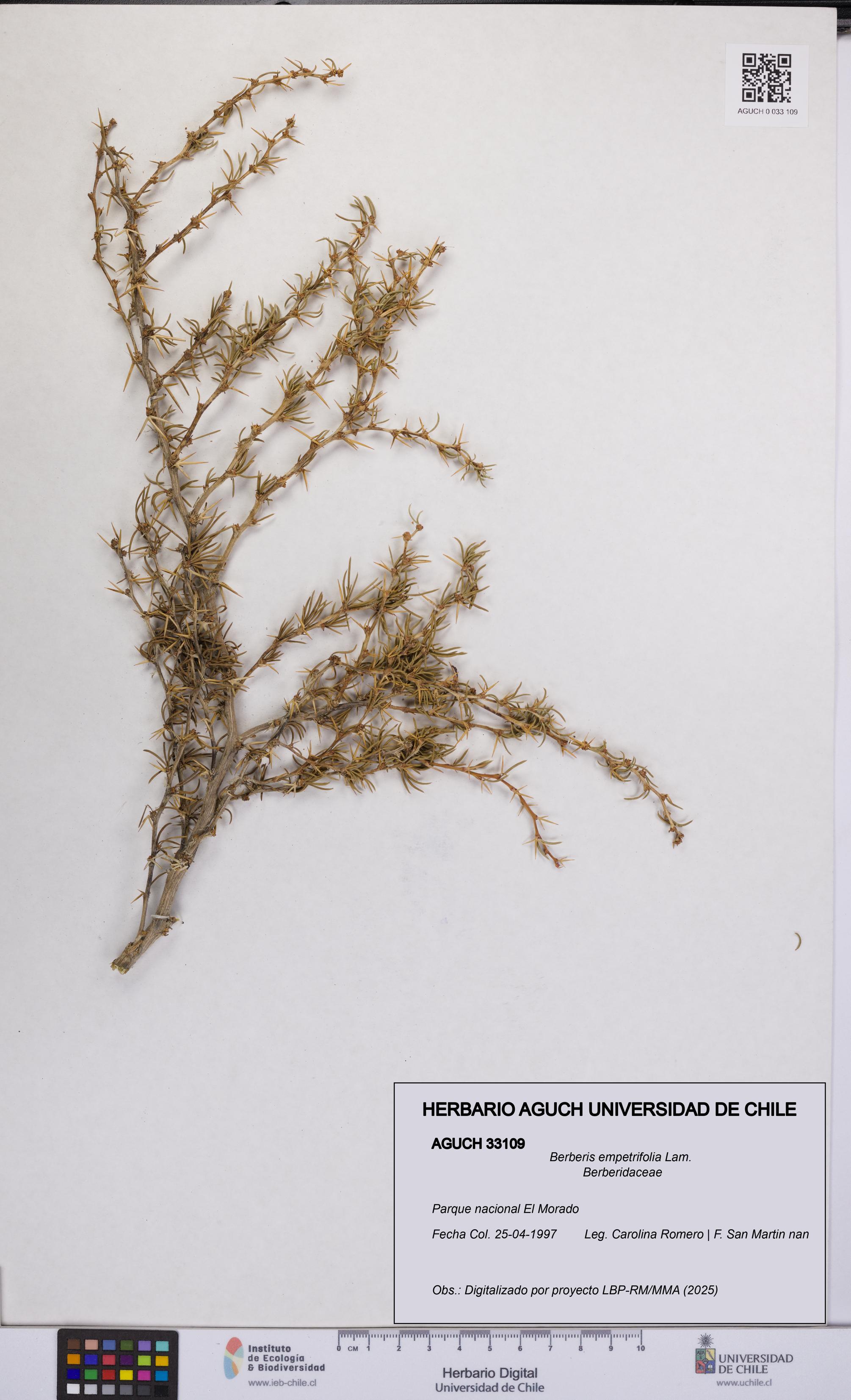 Berberis empetrifolia [Espécimen: UCH:AGUCH:0033109]