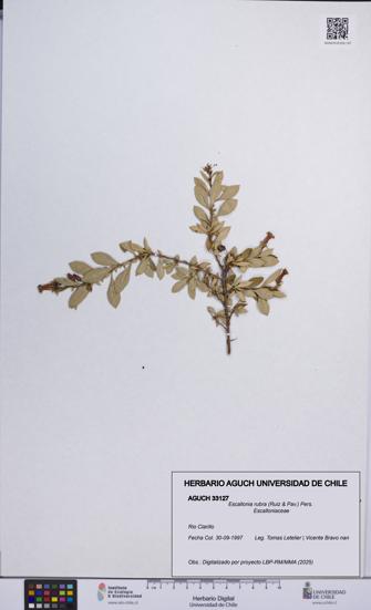Escallonia rubra [Espécimen: UCH:AGUCH:0033127]