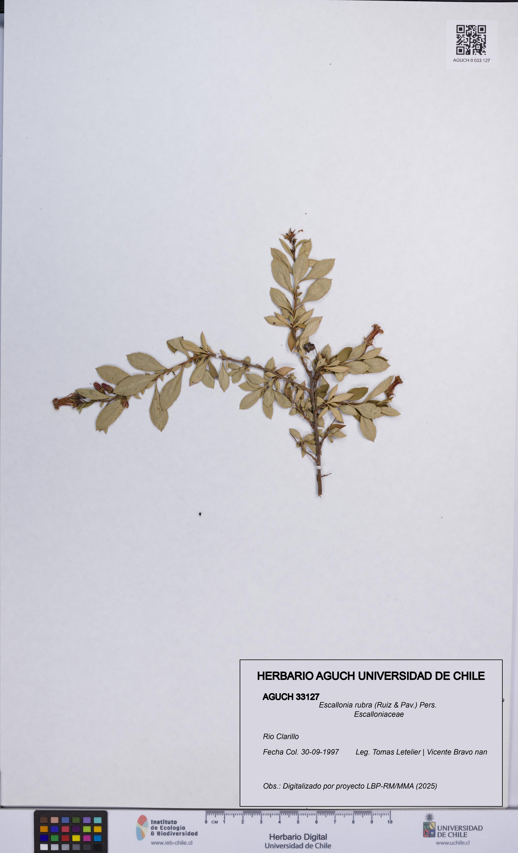 Escallonia rubra [Espécimen: UCH:AGUCH:0033127]