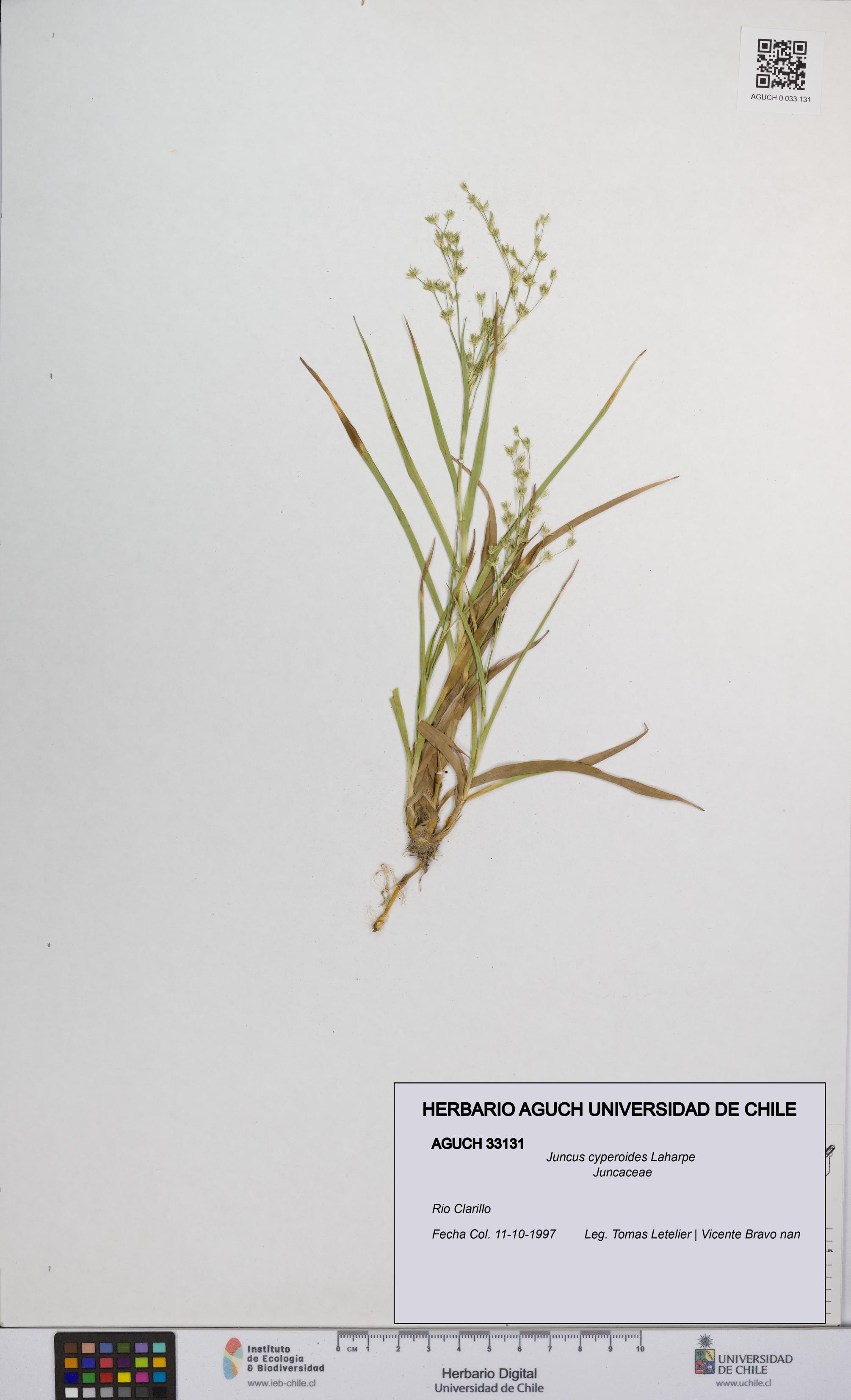 Juncus cyperoides [Espécimen: UCH:AGUCH:0033131]