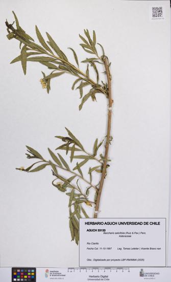 Baccharis salicifolia [Espécimen: UCH:AGUCH:0033133]