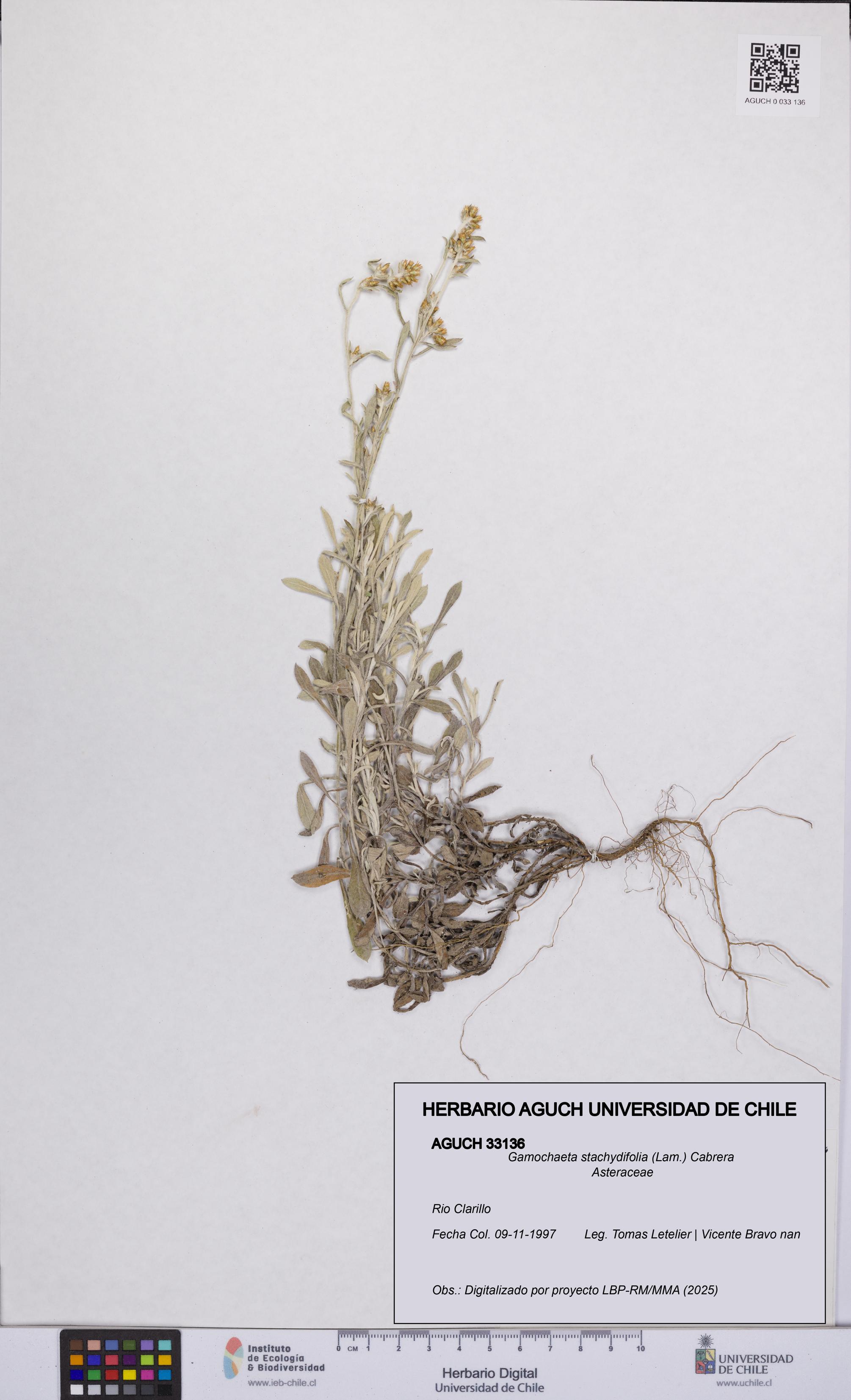 Gamochaeta stachydifolia [Espécimen: UCH:AGUCH:0033136]