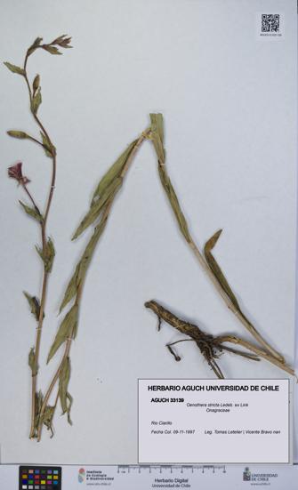 Oenothera stricta [Espécimen: UCH:AGUCH:0033139]