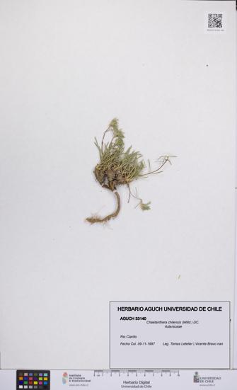 Chaetanthera chilensis [Espécimen: UCH:AGUCH:0033140]