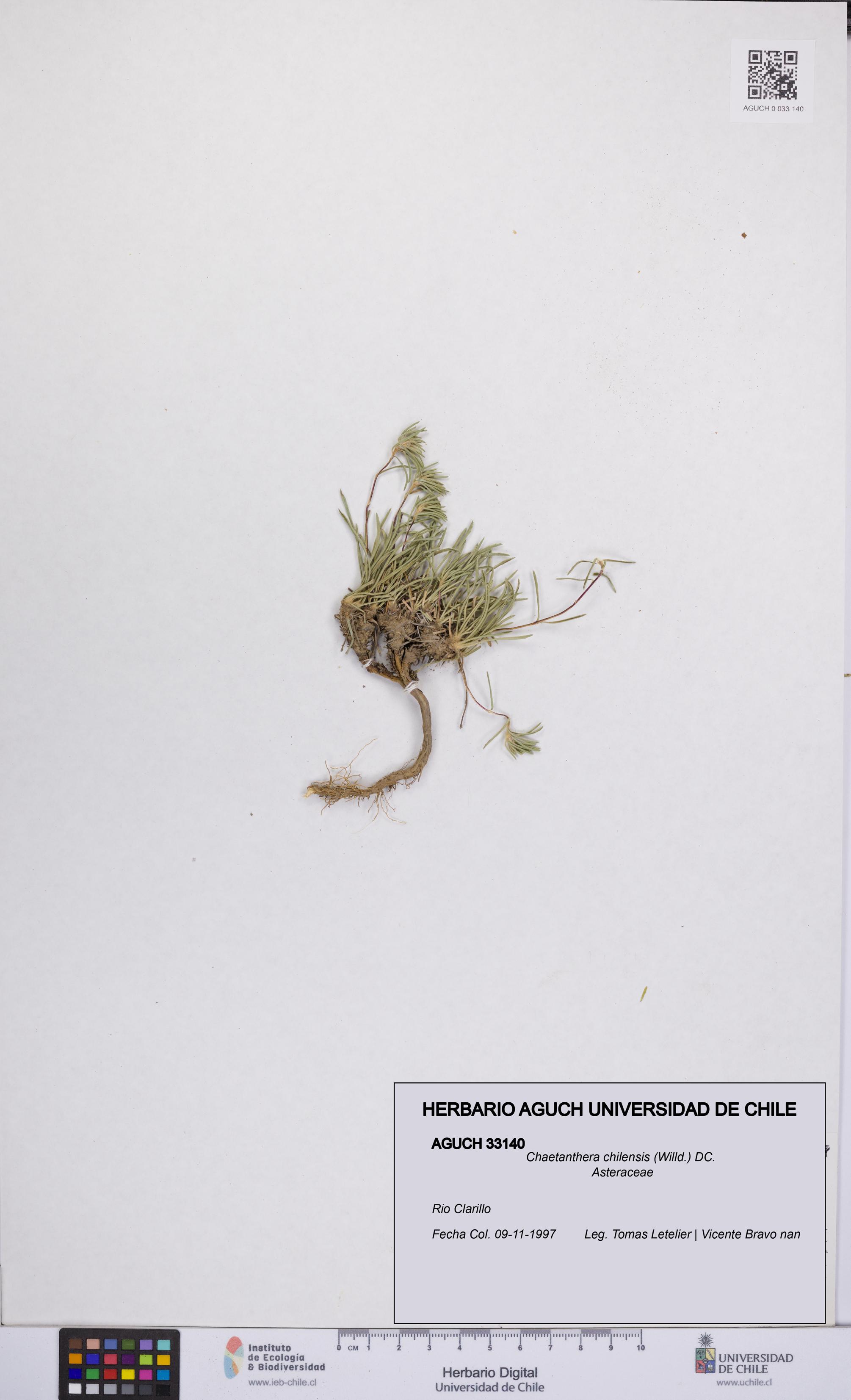 Chaetanthera chilensis [Espécimen: UCH:AGUCH:0033140]
