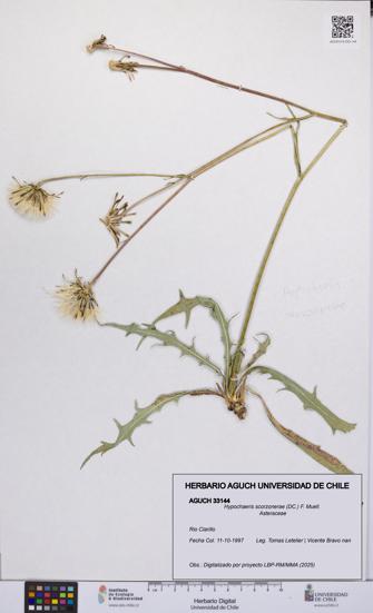 Hypochaeris scorzonerae [Espécimen: UCH:AGUCH:0033144]