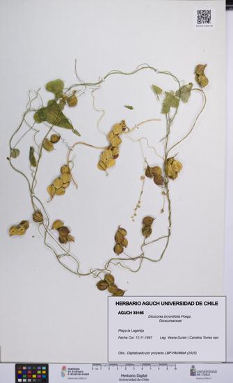 Dioscorea bryoniifolia [Espécimen: UCH:AGUCH:0033165]