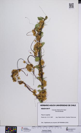 Cuscuta chilensis [Espécimen: UCH:AGUCH:0033177]