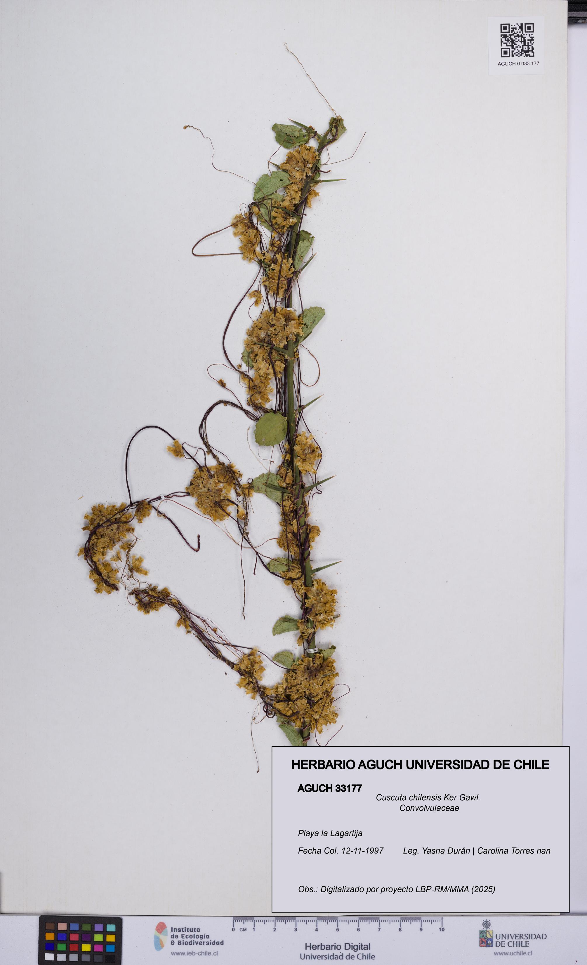 Cuscuta chilensis [Espécimen: UCH:AGUCH:0033177]
