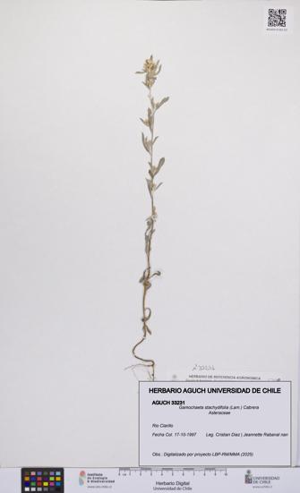 Gamochaeta stachydifolia [Espécimen: UCH:AGUCH:0033231]