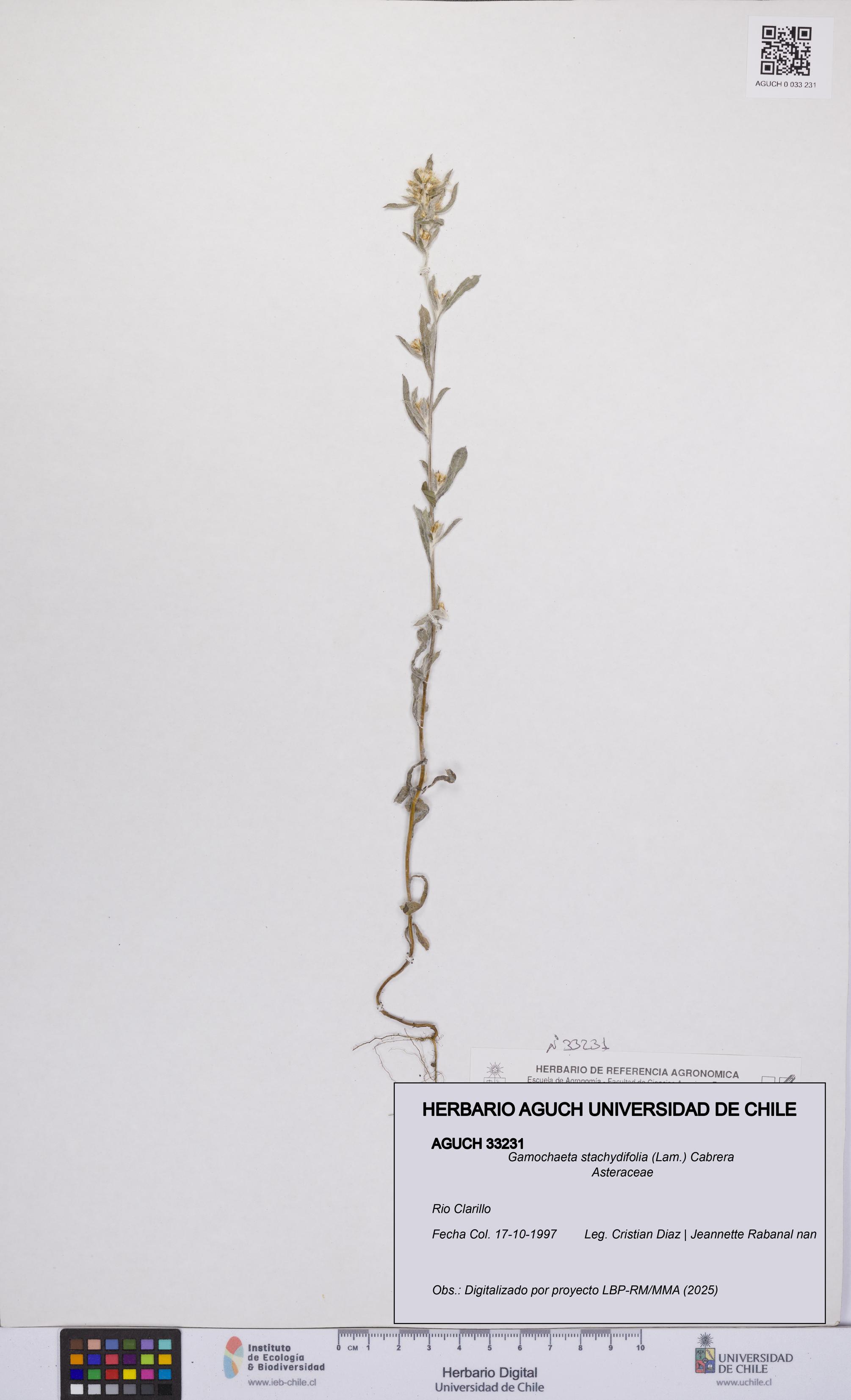 Gamochaeta stachydifolia [Espécimen: UCH:AGUCH:0033231]