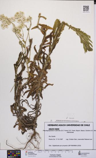 Pseudognaphalium cabrerae [Espécimen: UCH:AGUCH:0033233]