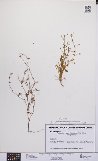 Plagiobothrys fulvus [Espécimen: UCH:AGUCH:0033243]