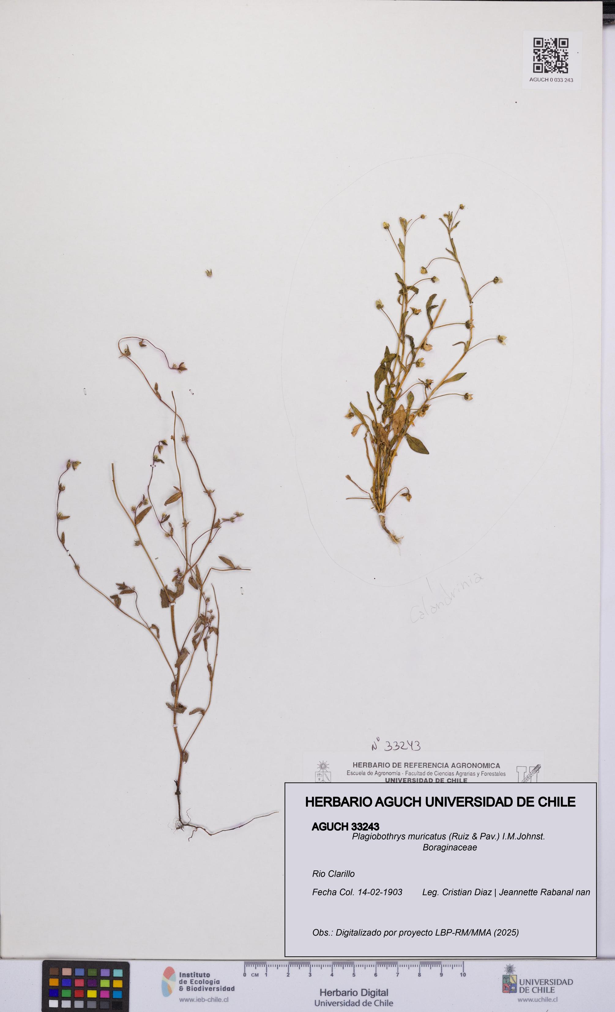 Plagiobothrys muricatus [Espécimen: ]