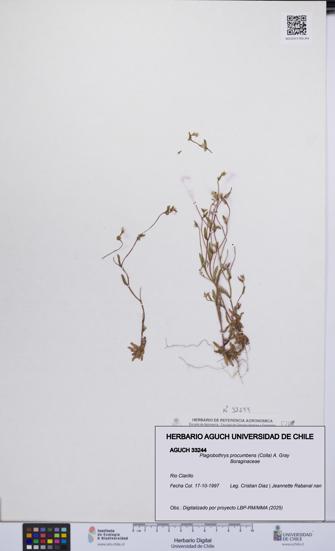 Plagiobothrys procumbens [Espécimen: UCH:AGUCH:0033244]