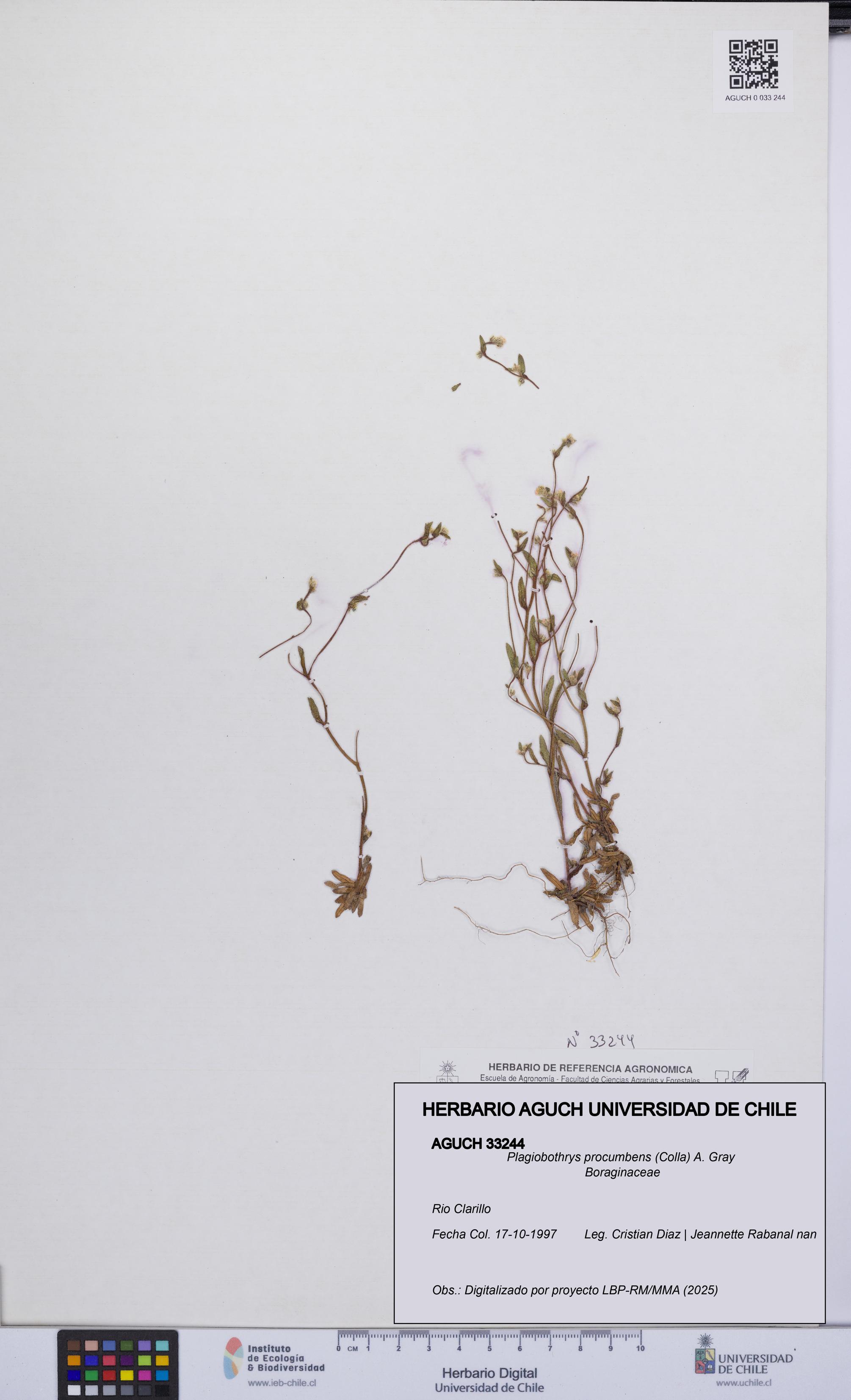 Plagiobothrys procumbens [Espécimen: UCH:AGUCH:0033244]