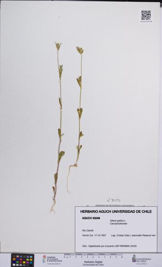 Silene gallica [Espécimen: UCH:AGUCH:0033248]