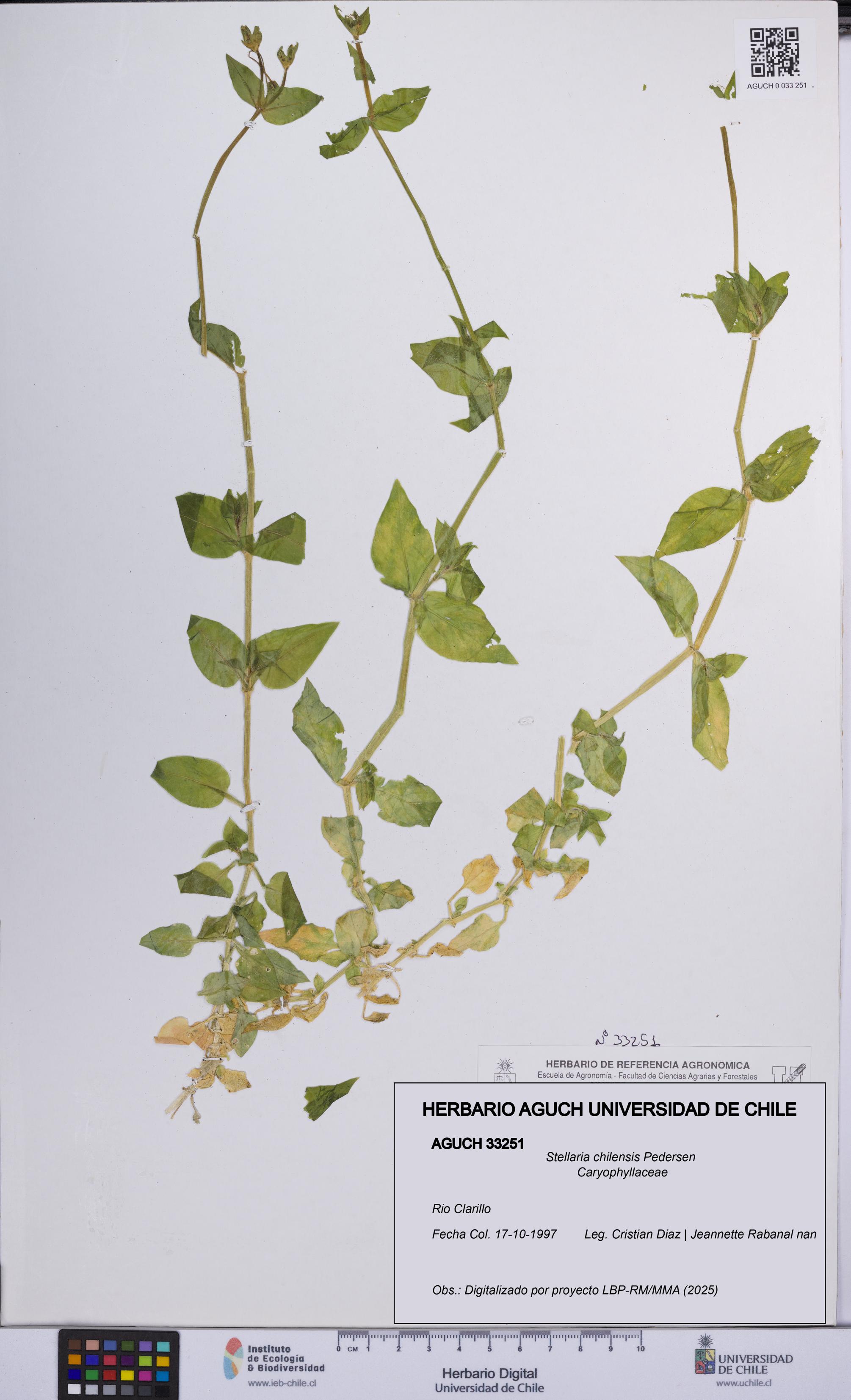 Stellaria chilensis [Espécimen: UCH:AGUCH:0033251]