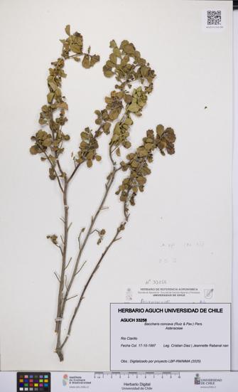 Baccharis concava [Espécimen: UCH:AGUCH:0033258]