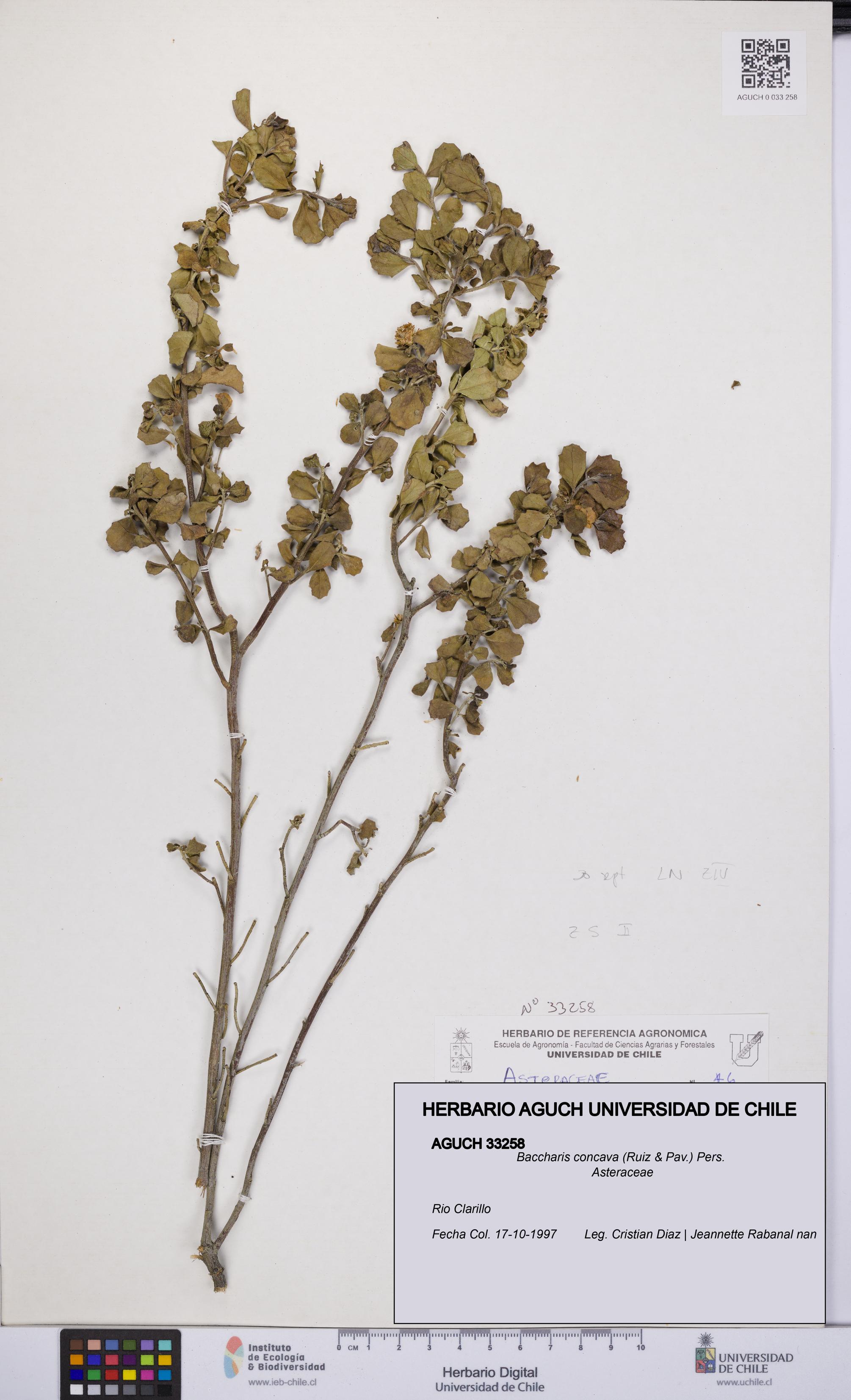 Baccharis concava [Espécimen: UCH:AGUCH:0033258]